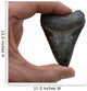 Megalodon Tooth Wall Decal