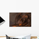 Molten Roch Dragon Wall Decal