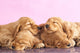 English Cocker Spaniel Puppy Wall Decal