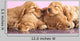 English Cocker Spaniel Puppy Wall Decal