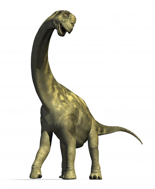 Camarasaurus Dinosaur 2 Wall Decal