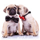 Adorable Pug Puppy Dogs Wall Decal