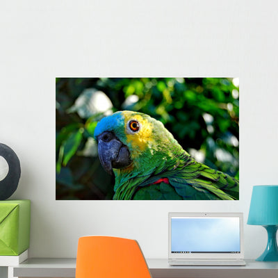 Amazon Parrot Wall Decal shown on a wall