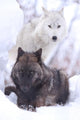 Wolves Wall Decal
