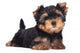 Yorkshire Terrier Puppy Sploot Wall Decal