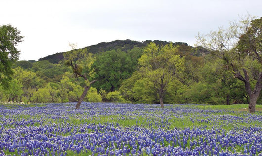 Bluebonnets With Trees And Hill Wall Decal