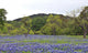 Bluebonnets With Trees And Hill Wall Decal