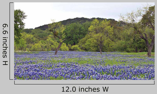 Bluebonnets With Trees And Hill Wall Decal