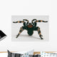 Brazilian Whiteknee Tarantula Wall Decal