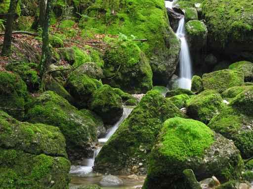 Wasserfall Im Moos Wall Decal