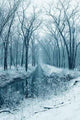 Snowy Stream Woods Wall Decal