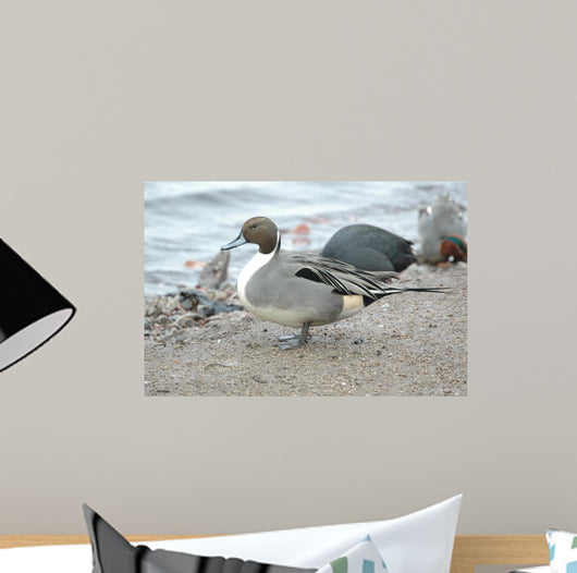 England Martin Mere Pintail Wall Decal