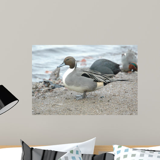England Martin Mere Pintail Wall Decal