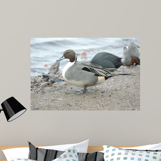 England Martin Mere Pintail Wall Decal