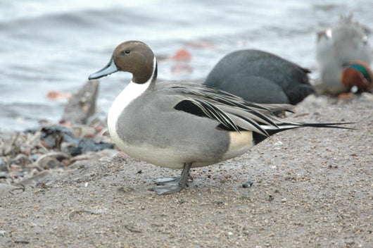 England Martin Mere Pintail Wall Decal
