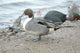 England Martin Mere Pintail Wall Decal