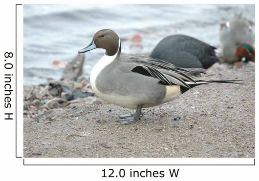England Martin Mere Pintail Wall Decal