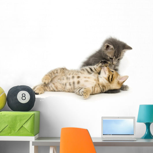 Tabby And Gray Kitten Wall Decal