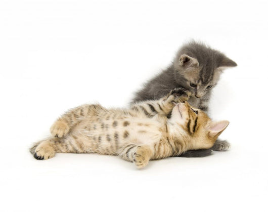 Tabby And Gray Kitten Wall Decal