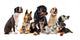 Group Dogs Wall Decal