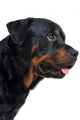Rottweiler Wall Decal