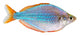 Dwarf Neon Rainbow Fish Wall Decal