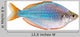 Dwarf Neon Rainbow Fish Wall Decal