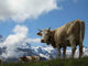 Swiss Cow Wall Decal