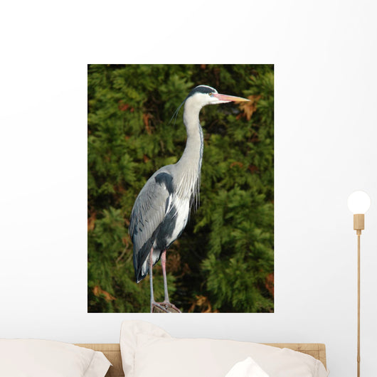 Grey Heron Wall Decal