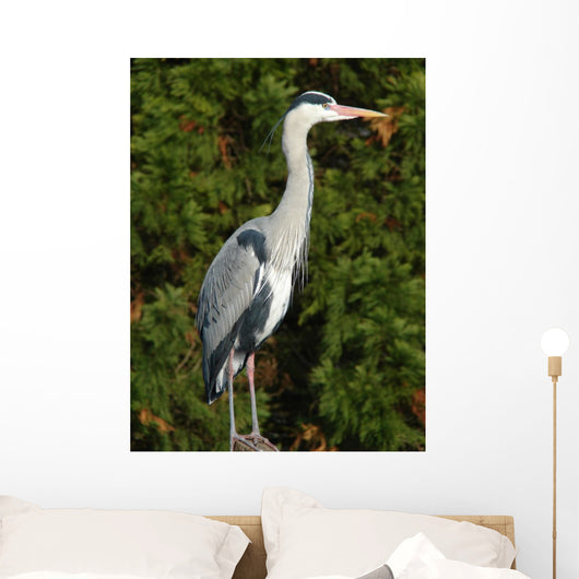 Grey Heron Wall Decal