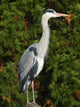 Grey Heron Wall Decal