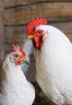 White Rooster And Hen Wall Decal