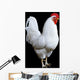 White Rooster Wall Decal