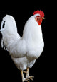 White Rooster Wall Decal