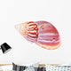 Colorful Mollusk Shell Top Wall Decal