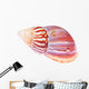 Colorful Mollusk Shell Top Wall Decal