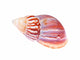 Colorful Mollusk Shell Top Wall Decal