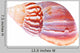Colorful Mollusk Shell Top Wall Decal