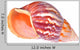Colorful Mollusk Shell Opening Wall Decal