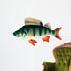 Perch Fish Vector Image Wall Decal