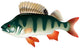 Perch Fish Vector Image Wall Decal
