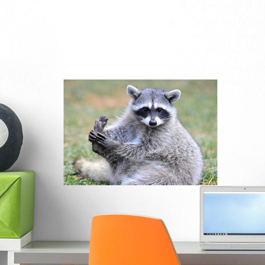 North American Raccoon Yellowstone Wall Decal