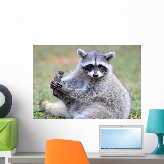 North American Raccoon Yellowstone Wall Decal