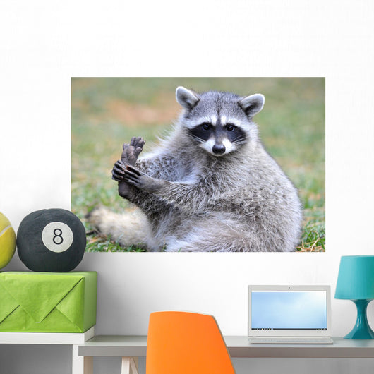 North American Raccoon Yellowstone Wall Decal