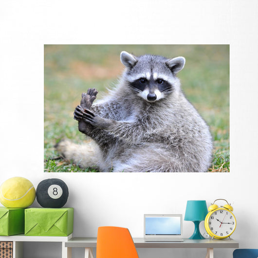 North American Raccoon Yellowstone Wall Decal