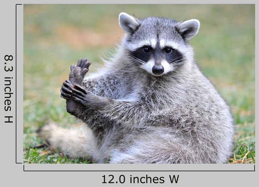 North American Raccoon Yellowstone Wall Decal