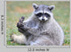 North American Raccoon Yellowstone Wall Decal