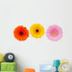 Three Colorful Gerbera Flowers Wall Decal
