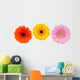 Three Colorful Gerbera Flowers Wall Decal
