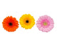 Three Colorful Gerbera Flowers Wall Decal